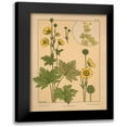 thumbnail image 1 of Vintage Apple Collection 14x18 Black Modern Framed Museum Art Print Titled - Plate 64 - Butter-cup, 1 of 5