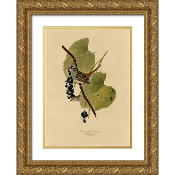 Vintage Apple Collection 14x18 Gold Ornate Wood Framed with Double Matting Museum Art Print Titled - White Crowned Sparrow