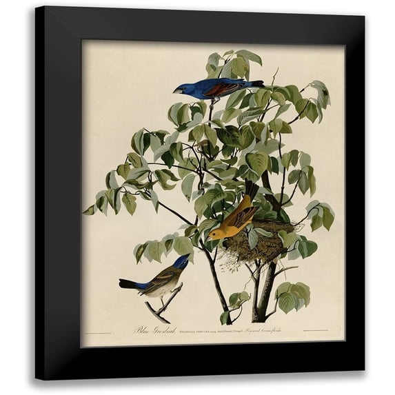 Vintage Apple Collection 15x18 Black Modern Framed Museum Art Print Titled - Blue Grosbeak