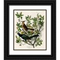 thumbnail image 1 of Vintage Apple Collection 15x18 Black Ornate Wood Framed with Double Matting Museum Art Print Titled - Boat Tailed Grackle, 1 of 4