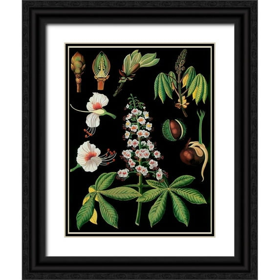 Vintage Apple Collection 15x18 Black Ornate Wood Framed with Double Matting Museum Art Print Titled - Horse Chestnut