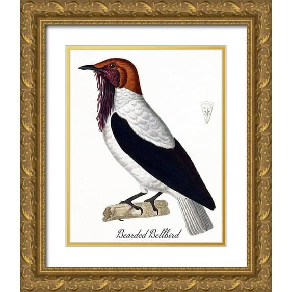 Vintage Apple Collection 15x18 Gold Ornate Wood Framed with Double Matting Museum Art Print Titled - Bearded Bellbird