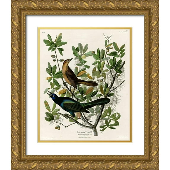 Vintage Apple Collection 15x18 Gold Ornate Wood Framed with Double Matting Museum Art Print Titled - Boat Tailed Grackle