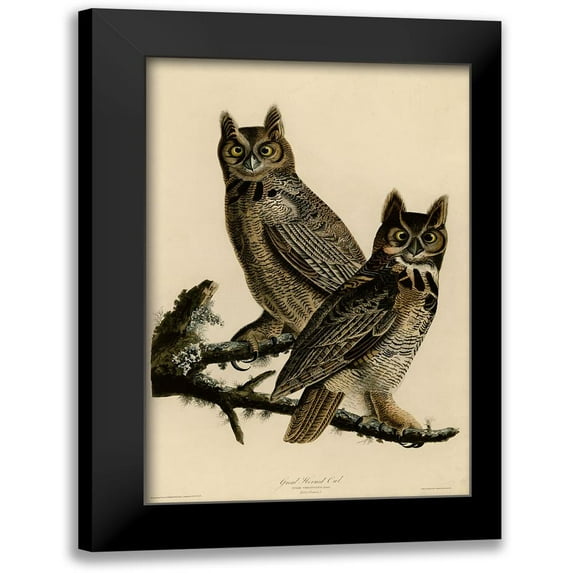 Vintage Apple Collection 17x24 Black Modern Framed Museum Art Print Titled - Great Horned Owl