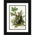 thumbnail image 1 of Vintage Apple Collection 17x24 Black Ornate Wood Framed with Double Matting Museum Art Print Titled - American Robin, 1 of 4
