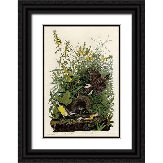 Vintage Apple Collection 17x24 Black Ornate Wood Framed with Double Matting Museum Art Print Titled - Meadow Lark