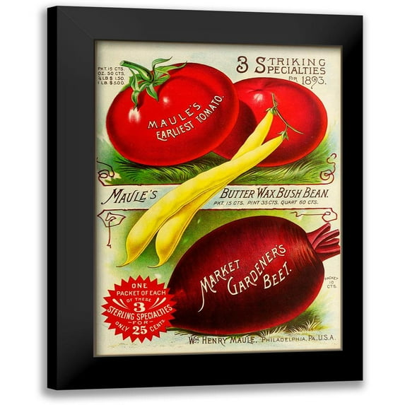 Vintage Apple Collection 18x24 Black Modern Framed Museum Art Print Titled - 1893 Maule Tomatoes