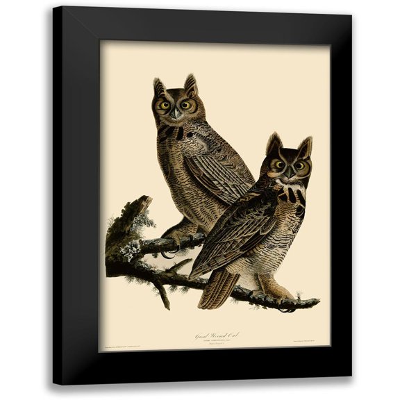 Vintage Apple Collection 18x24 Black Modern Framed Museum Art Print Titled - Great Horned Owl