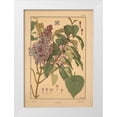 thumbnail image 1 of Vintage Apple Collection 18x24 White Modern Wood Framed Museum Art Print Titled -  Plate 49 - Lilac, 1 of 4