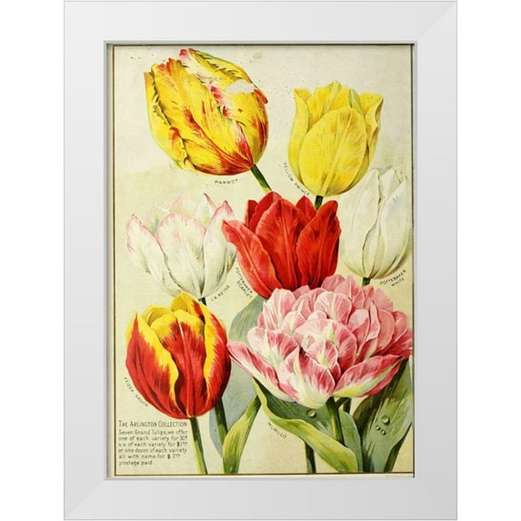 Vintage Apple Collection 18x24 White Modern Wood Framed Museum Art Print Titled - catalogueofautum1900_tulips