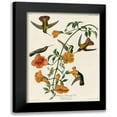 thumbnail image 1 of Vintage Apple Collection 19x24 Black Modern Framed Museum Art Print Titled - Mangrove Hummingbird, 1 of 5