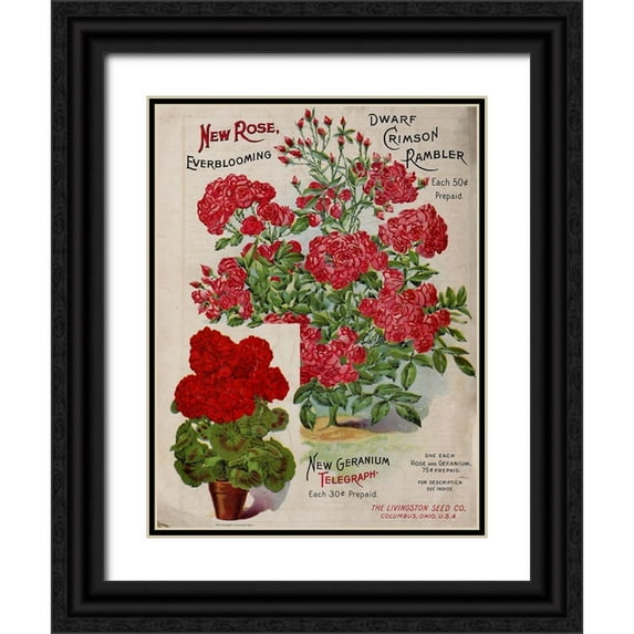 Vintage Apple Collection 19x24 Black Ornate Wood Framed with Double Matting Museum Art Print Titled - Geraniums