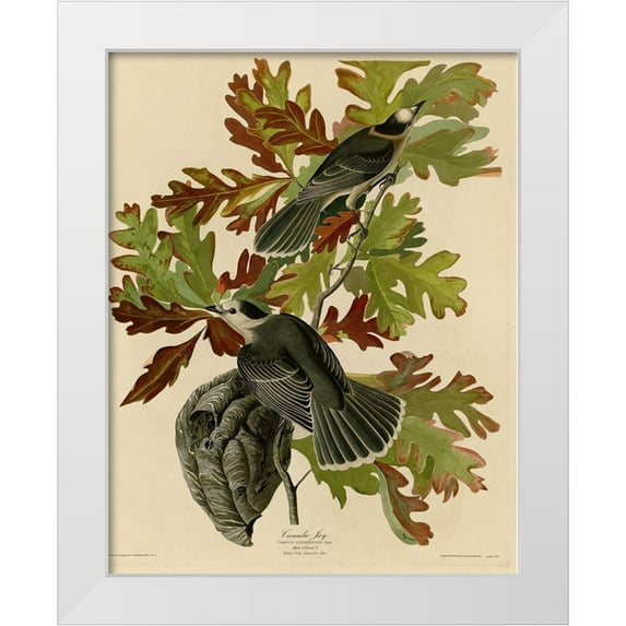 Vintage Apple Collection 20x24 White Modern Wood Framed Museum Art Print Titled - Canada Jay