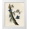 thumbnail image 1 of Vintage Apple Collection 20x24 White Modern Wood Framed Museum Art Print Titled - Whitebreasted Black Capped Nuthatch, 1 of 4