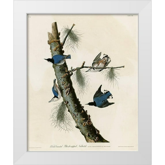 Vintage Apple Collection 20x24 White Modern Wood Framed Museum Art Print Titled - Whitebreasted Black Capped Nuthatch