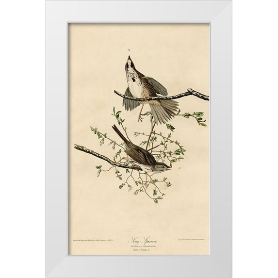Vintage Apple Collection 21x32 White Modern Wood Framed Museum Art Print Titled - Song Sparrow