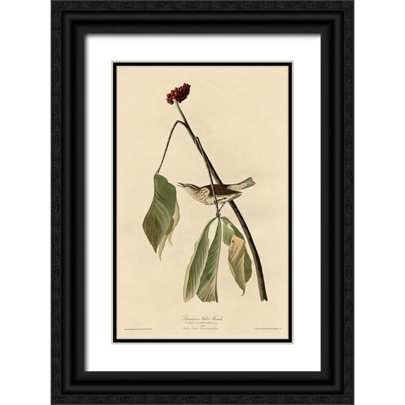 Vintage Apple Collection 22x32 Black Ornate Wood Framed with Double Matting Museum Art Print Titled - Louisiana Water Thrush