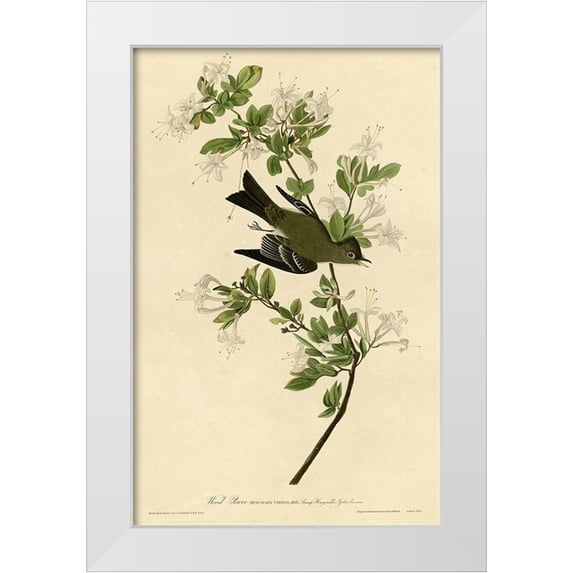 Vintage Apple Collection 22x32 White Modern Wood Framed Museum Art Print Titled - Wood Pewee