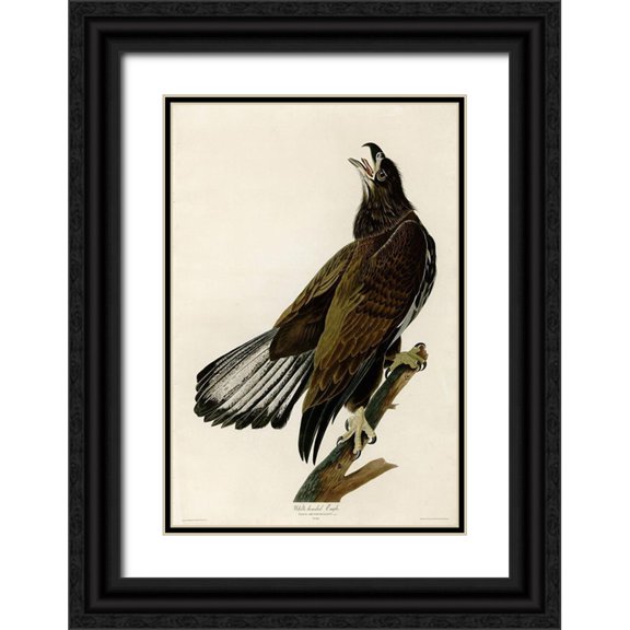 Vintage Apple Collection 23x32 Black Ornate Wood Framed with Double Matting Museum Art Print Titled - White Headed Eagle Deaux
