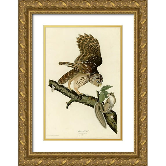 Vintage Apple Collection 23x32 Gold Ornate Wood Framed with Double Matting Museum Art Print Titled - Barred Owl