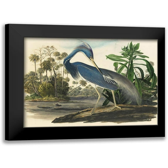 Vintage Apple Collection 24x19 Black Modern Framed Museum Art Print Titled - Blue Heron