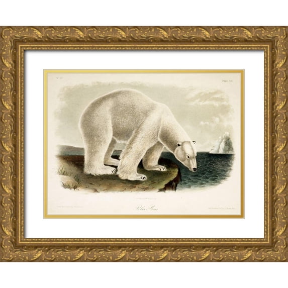 Vintage Apple Collection 24x19 Gold Ornate Wood Framed with Double Matting Museum Art Print Titled - Polar Bear