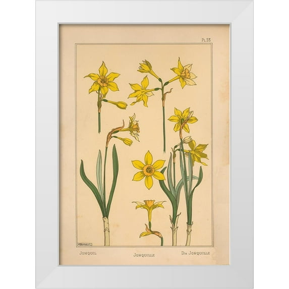 Vintage Apple Collection 24x32 White Modern Wood Framed Museum Art Print Titled -  Plate 28 - Jonquil