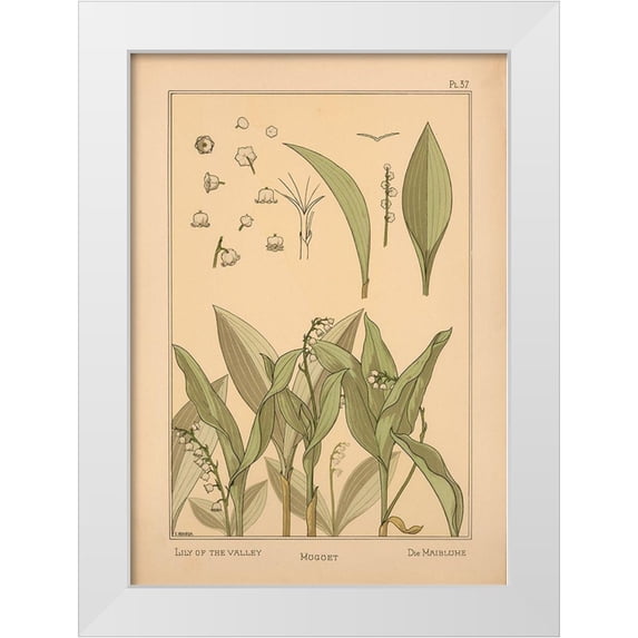 Vintage Apple Collection 24x32 White Modern Wood Framed Museum Art Print Titled - Plate 37 - Lily of the Valley