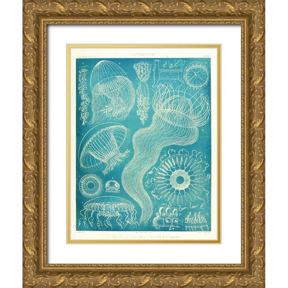 Vintage Apple Collection 25x32 Gold Ornate Wood Framed with Double Matting Museum Art Print Titled - Jellyfish Sealife