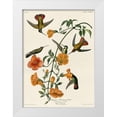 thumbnail image 1 of Vintage Apple Collection 25x32 White Modern Wood Framed Museum Art Print Titled - Mangrove Hummingbird, 1 of 4