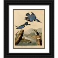 thumbnail image 1 of Vintage Apple Collection 26x31 Black Ornate Wood Framed with Double Matting Museum Art Print Titled - Belted Kingfisher, 1 of 4