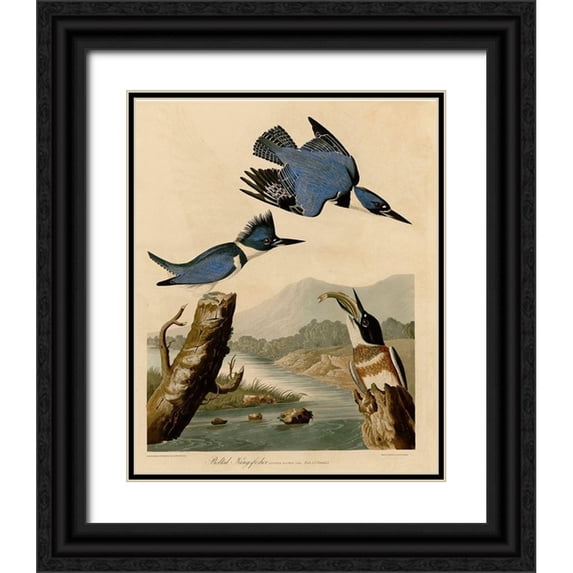 Vintage Apple Collection 26x31 Black Ornate Wood Framed with Double Matting Museum Art Print Titled - Belted Kingfisher