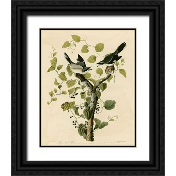 Vintage Apple Collection 26x31 Black Ornate Wood Framed with Double Matting Museum Art Print Titled - Loggerhead Shrike