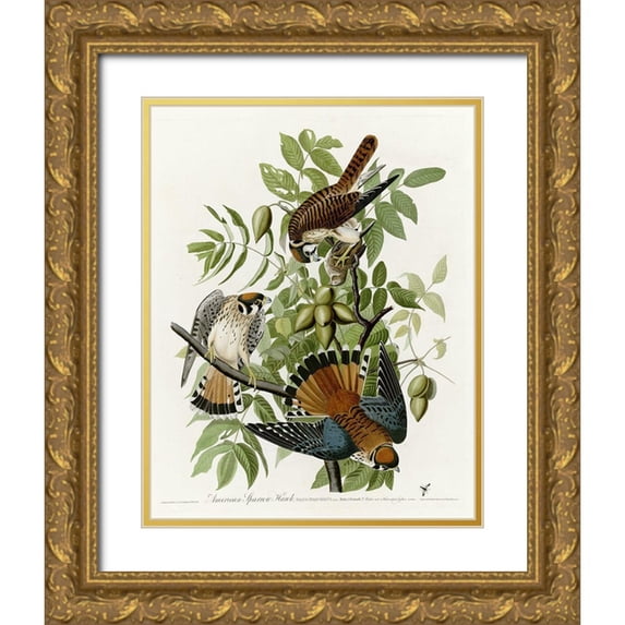 Vintage Apple Collection 26x32 Gold Ornate Wood Framed with Double Matting Museum Art Print Titled - American Sparrow Hawk