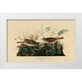 thumbnail image 1 of Vintage Apple Collection 32x21 White Modern Wood Framed Museum Art Print Titled - Fox Colored Sparrow, 1 of 4