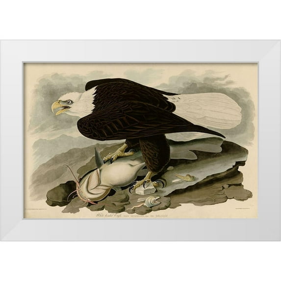 Vintage Apple Collection 32x23 White Modern Wood Framed Museum Art Print Titled - White Headed Eagle