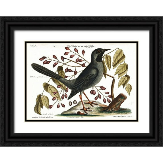 Vintage Apple Collection 32x24 Black Ornate Wood Framed with Double Matting Museum Art Print Titled - Red Legged Thrush