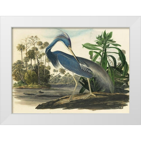 Vintage Apple Collection 32x24 White Modern Wood Framed Museum Art Print Titled - Blue Heron