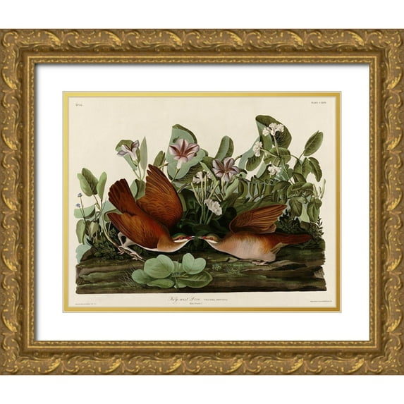 Vintage Apple Collection 32x26 Gold Ornate Wood Framed with Double Matting Museum Art Print Titled - Key West Dove