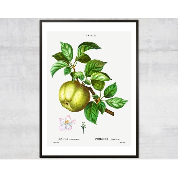 Vintage Apple Poster, Lithograph Print, Antique Botanical, Fruit Diagram, Minimal Wall Decor Wall Art, Modern Wall Decor, 12x18 UNFRAMED