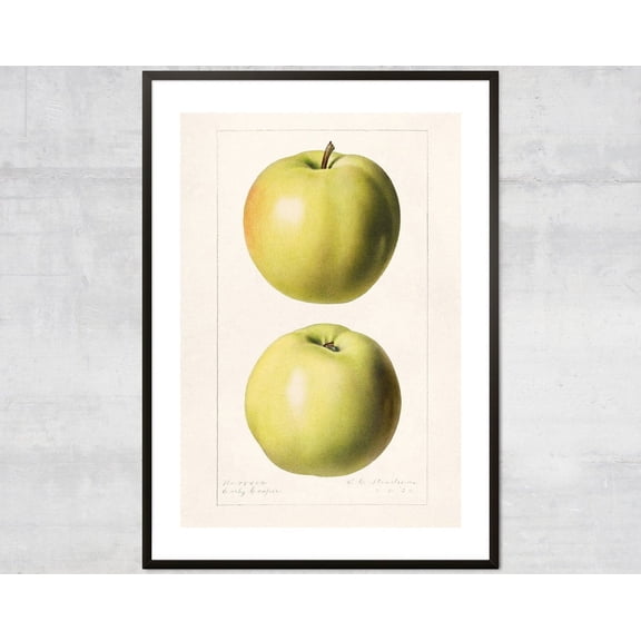 Vintage Apple Poster, Lithograph Print, Antique Botanical, Minimal Wall Decor Wall Art, Modern Wall Decor, 8x12 UNFRAMED