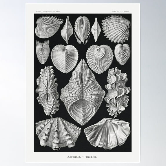 Vintage Aquatic Shell Poster Poster Wall Art, Modern Wall Decor For Living Room Bedroom, 24x36 UNFRAMED