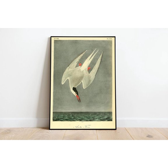 Vintage Arctic Tern Bird Wall Art Antique Natural History Wall Art Coastal Seabird Illustration Poster
