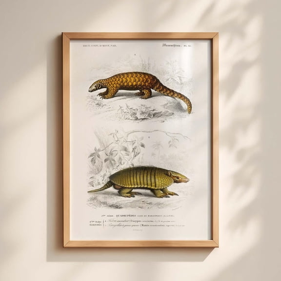 Vintage Armadillo Natural History Illustration Antique Scientific Animal Print