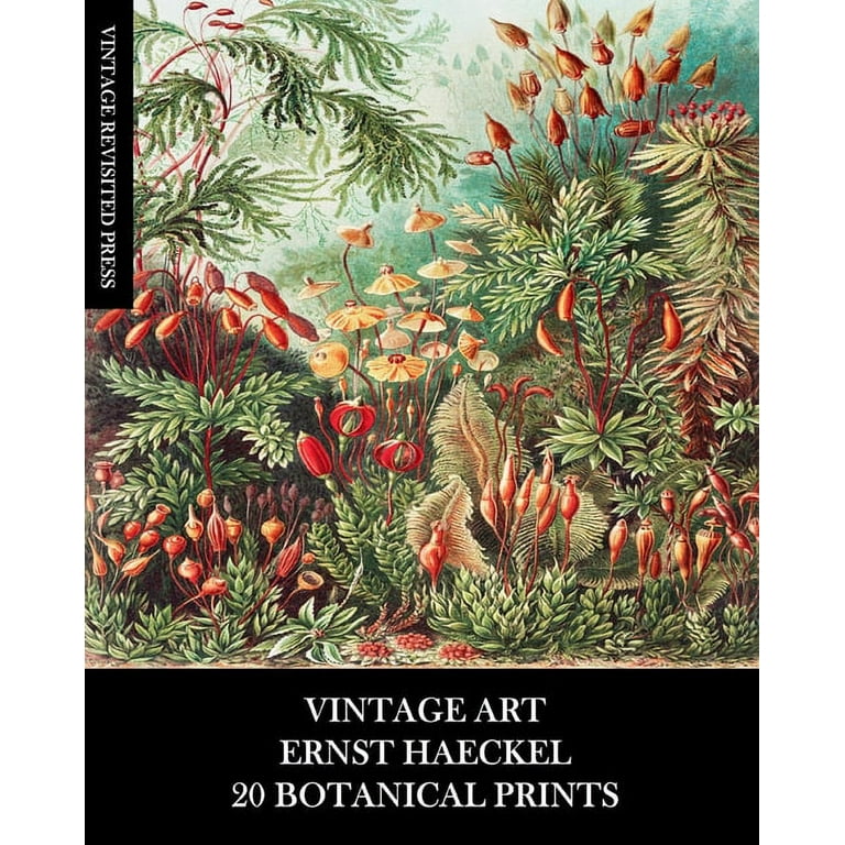The Cut Out And Collage Book Vintage Botanical Plants: 150 High Quality  Vintage Plants Illustrations For Collage and Mixed Media Artists  (Paperback)