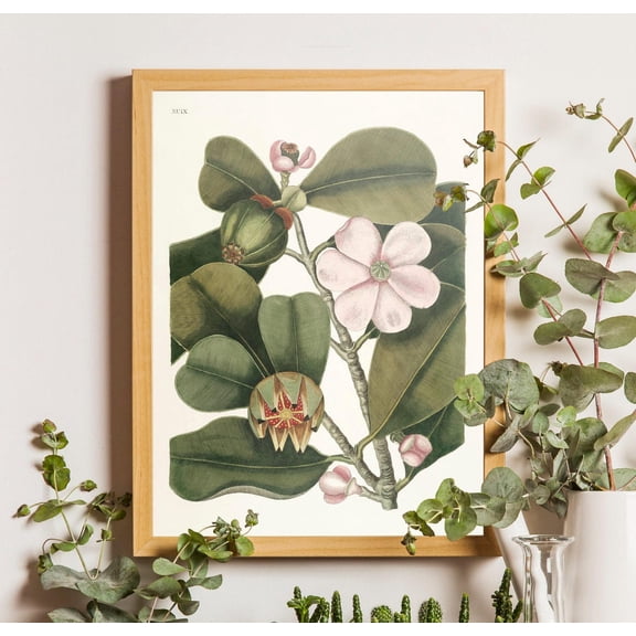 Vintage Balsam Tree Botanical Poster, Mark Catesby Floral Illustration, Unframed Canvas Size 24x36