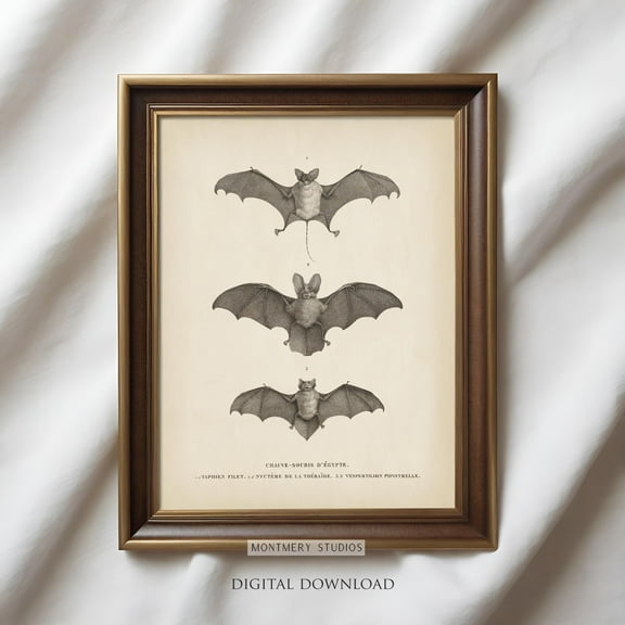 Vintage Bat Illustration, , Vintage Bat Decor, Bat Print Poster, Gothic Bat , Antique Bat Poster, Fruit Bat Art H Warm Present Vintage UNFRAMED Poster Size 8x12