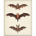 thumbnail image 1 of Vintage Bat Painting - 11x14 Unframed Art Print - Great Biology Lab Decor or Gift for People Who are Fascinated with Bats, 1 of 6