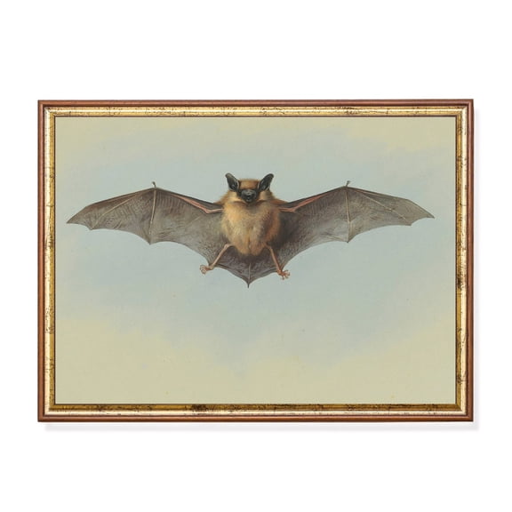 Vintage Bat Poster Gothic Natural History Artwork Unframed Paper Print