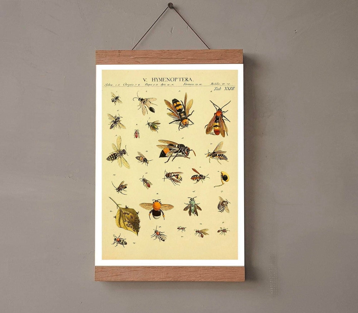 Baby Three Insect Vintage Bees Insects Species Encyclopedia Antique Illustration Poster ...